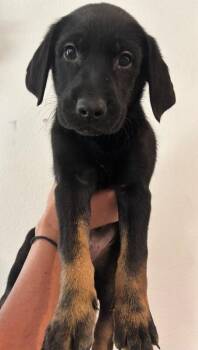 Prince Hans -  Labrador Retriever and Mixed Breed Dog for Adoption in Los Angeles, California - Prince Hans | PetCurious