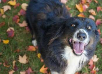 Rescue Australian Shepherd and Mixed Breed Dogs for Adoption in Bowling Green, Kentucky - Hooch | PetCurious
