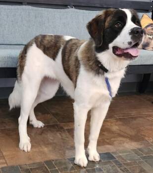 Kindle -  Saint Bernard Dog for Adoption in Cottonwood, Arizona - Kindle | PetCurious