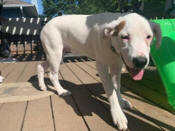 Mixed Breed Dogs Available for Adoption in Kansas City, Missouri - Chunk | PetCurious