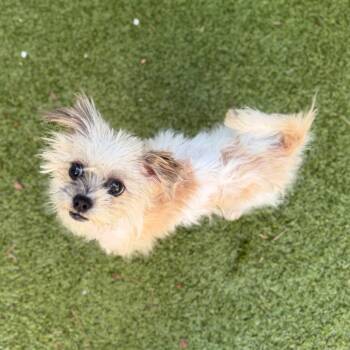 Herbie -  Chihuahua and Mixed Breed Dog for Adoption in Medford Lakes, New Jersey - Herbie | PetCurious