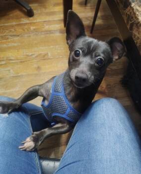 Chihuahua and Terrier Dogs Available for Adoption in New York, New York - Rhubarb *foster Needed* | PetCurious