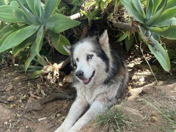 Moonflower -  Siberian Husky Dog for Adoption in Menifee, California - Moonflower | PetCurious