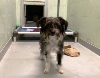 Rescue Mixed Breed Dogs for Adoption in Durham, North Carolina - Jimmy | PetCurious