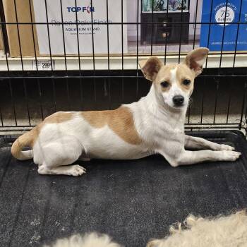 Devons -  Chihuahua Dog for Adoption in Apple Valley, California - Devons | PetCurious