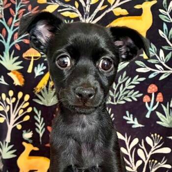 Sylvie -  Chihuahua Dog for Adoption in Oklahoma City, Oklahoma - Sylvie | PetCurious