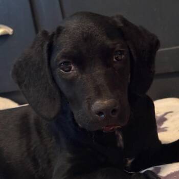 Spaniel and Mixed Breed Dogs Available for Adoption in Medfield, Massachusetts - Bugs | PetCurious