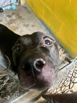 Mixed Breed Dogs Available for Adoption in New Cumberland, West Virginia - Tazz (Natsu) | PetCurious