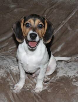 Beagle and Jack Russell Terrier Dogs Available for Adoption in Winston-salem, North Carolina - Bo | PetCurious