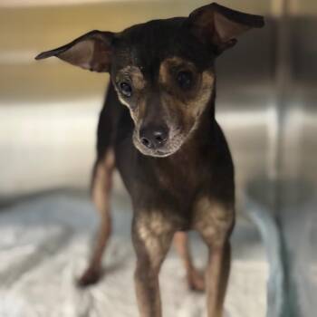 Mixed Breed Dogs Available for Adoption in Pauls Valley, Oklahoma - Lola | PetCurious