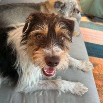 Clifford -  Parson Russell Terrier and Mixed Breed Dog for Adoption in Grand Island, Nebraska - Clifford | PetCurious