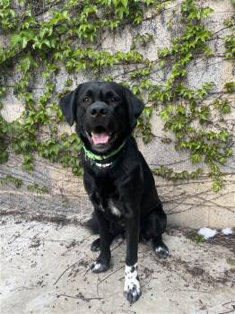 Labrador Retriever and Great Pyrenees Dogs Available for Adoption - Kevin | PetCurious