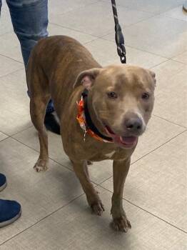 Rescue Pit Bull Terrier and Mixed Breed Dogs for Adoption in Rancho Cucamonga, California - TYGA | PetCurious