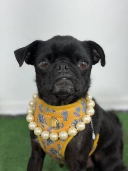 Pug and Mixed Breed Dogs Available for Adoption in Carlsbad, California - Pug Chicken-One Of Our Amazing Rescue Dogs | PetCurious