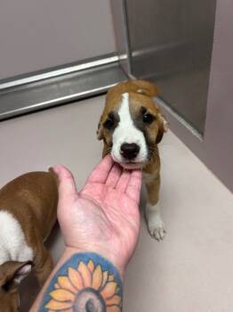 Rescue Mixed Breed Dogs for Adoption in Sherwood, Arkansas - Salami | PetCurious