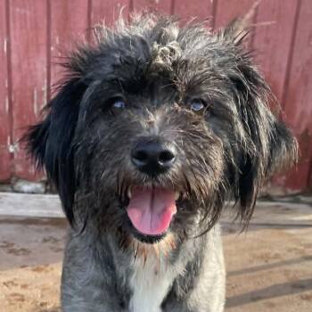 Geri -  Shih Tzu and Mixed Breed Dog for Adoption in Calverton, New York - Geri | PetCurious