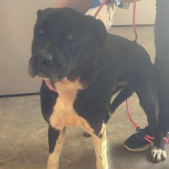 Mixed Breed Dogs Available for Adoption - 260130K138 - Dozer | PetCurious