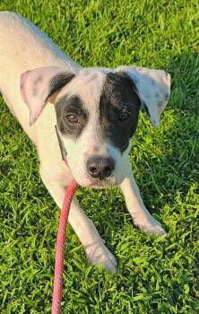 Sarge -  Dalmatian Dog for Adoption in Princeton, Massachusetts - Sarge | PetCurious