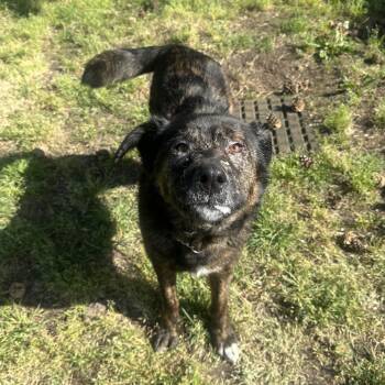 Dutch Shepherd Dogs Available for Adoption in Vancouver, British Columbia - Bunny | PetCurious