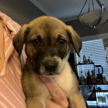 Mountain Cur and Cattle Dog Dogs Available for Adoption in Cartersville, Georgia - Crimson | PetCurious