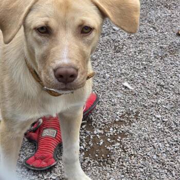 Chip -  Mixed Breed Dog for Adoption in Glenfield, New York - Chip | PetCurious