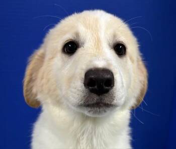 Cressida -  Anatolian Shepherd and Mixed Breed Dog for Adoption in Hawk Point, Missouri - Cressida | PetCurious