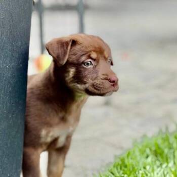 Penny -  Hound and Mixed Breed Dog for Adoption in Shorewood, Illinois - Penny | PetCurious