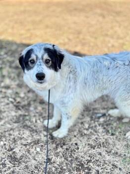 Great Pyrenees and Australian Shepherd Dogs Available for Adoption - Moosie | PetCurious