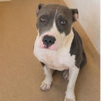 Erika 26-0653 -  Mixed Breed Dog for Adoption in Yanceyville, North Carolina - Erika 26-0653 | PetCurious