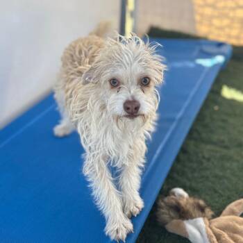 Wasabi -  Terrier and Mixed Breed Dog Available for Adoption in San Pablo, California - Wasabi | PetCurious