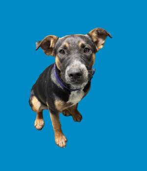 Rescue German Shepherd Dog and Rottweiler Dogs for Adoption in Hollister, California - 289885 | PetCurious