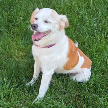 Marfa -  Jack Russell Terrier Dog for Adoption in Nampa, Idaho - Marfa | PetCurious