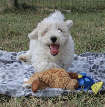 Sparky -  Bichon Frise and Poodle Dog for Adoption in Neosho, Missouri - Sparky | PetCurious
