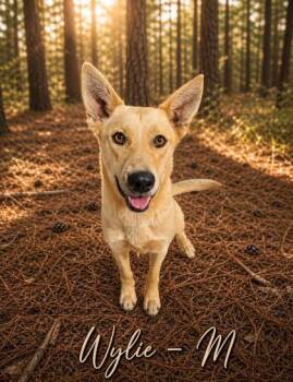 Wylie -  Shepherd and Mixed Breed Dog for Adoption in Albertville, Alabama - Wylie | PetCurious