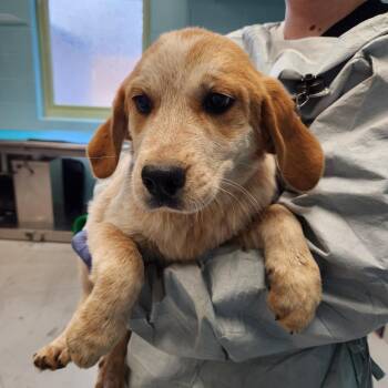 Bluetick Coonhound and Great Pyrenees Dogs Available for Adoption - Pumpernickel | PetCurious