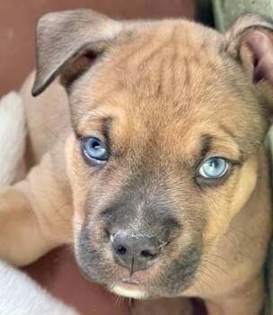 Hogan - Courtesy Post -  Labrador Retriever Dog for Adoption in Newport Beach, California - Hogan - Courtesy Post | PetCurious