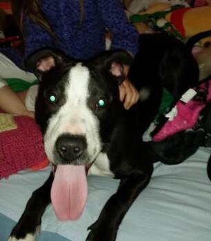 American Staffordshire Terrier and Pointer Dogs Available for Adoption - Titus | PetCurious