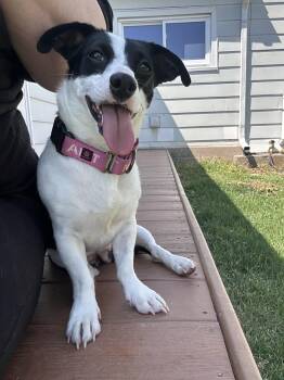 Precious (26-093 D) -  Dachshund and Jack Russell Terrier Dog for Adoption in Lansing, Michigan - Precious (26-093 D) | PetCurious