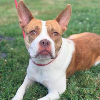 Alice -  Mixed Breed Dog for Adoption in Huntington, West Virginia - Alice | PetCurious