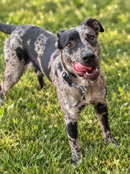 Clarence -  Catahoula Leopard Dog Dog for Adoption in Austin, Texas - Clarence | PetCurious