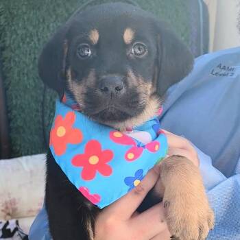 Mixed Breed Dogs Available for Adoption - Brim | PetCurious