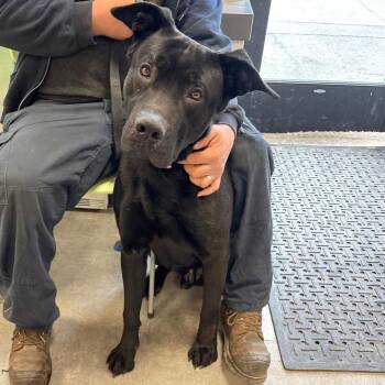 Mixed Breed Dogs Available for Adoption - Soup | PetCurious