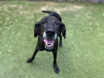 Tia -  Labrador Retriever and Great Dane Dog for Adoption in Gainesville, Florida - Tia | PetCurious