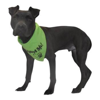 Zane -  Mixed Breed Dog for Adoption in Springfield, Ohio - Zane | PetCurious