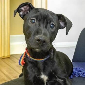 Pit Bull Terrier and Labrador Retriever Dogs Available for Adoption - GRILLED CHEESE | PetCurious