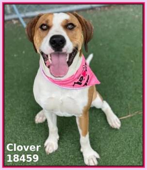 Hound and Beagle Dogs Available for Adoption in Marietta, Georgia - CLOVER | PetCurious