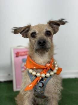 Lovely-One of our Amazing Rescue Dogs -  Border Terrier and Schnauzer Dog for Adoption in Carlsbad, California - Lovely-One Of Our Amazing Rescue Dogs | PetCurious