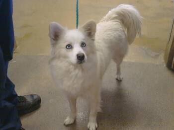 American Eskimo Dog and Mixed Breed Dogs Available for Adoption - SNOW | PetCurious