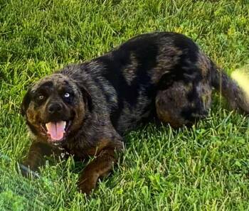 Rescue Catahoula Leopard Dog Dogs for Adoption in Winchester, Indiana - Blue | PetCurious