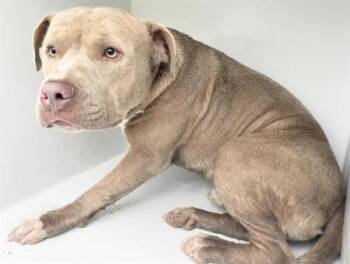 Pit Bull Terrier Dogs Available for Adoption in Houston, Texas - A656790 | PetCurious